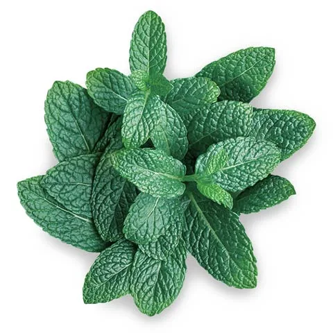 Menthol ingredient